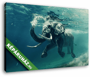 An elephant underwater - vászonkép 3D látványterv