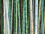 Bambuszok vászonkép, poszter vagy falikép