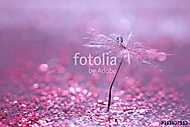 A dandelion seed with a drop of water is in sparkling sparkles. vászonkép, poszter vagy falikép