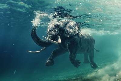 An elephant underwater (bögre) - vászonkép, falikép otthonra és irodába
