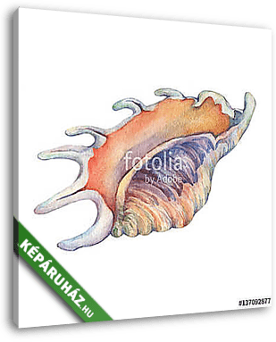 Illustrations of sea shells. Marine design. Hand drawn watercolo - vászonkép 3D látványterv
