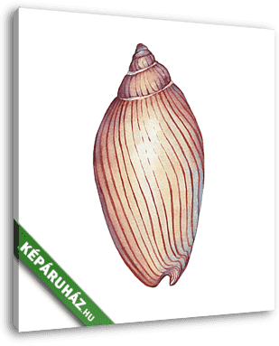 Illustrations of  sea shell. Marine design. Hand drawn watercolo - vászonkép 3D látványterv