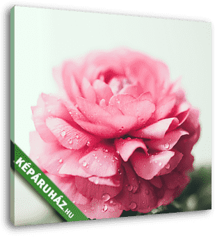 pink buttercup flower - vászonkép 3D látványterv
