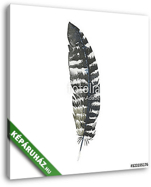 Watercolor bird feather from wing isolated. Aquarelle wild flowe - vászonkép 3D látványterv