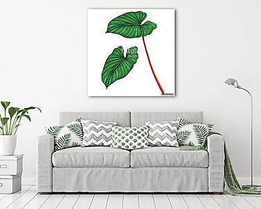 Watercolor painting green leaves,palm leaf isolated on white bac (vászonkép) - vászonkép, falikép otthonra és irodába