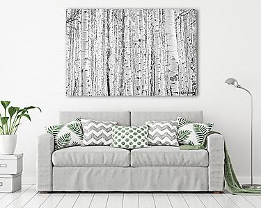 Black and white aspen trees make a natural background texture pa (vászonkép) - vászonkép, falikép otthonra és irodába
