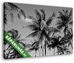 Black and White Palm Trees in South Beach, Miami - vászonkép 3D látványterv