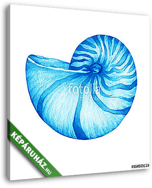 Illustrations of blue nautilus sea shell. Marine design. Hand dr - vászonkép 3D látványterv