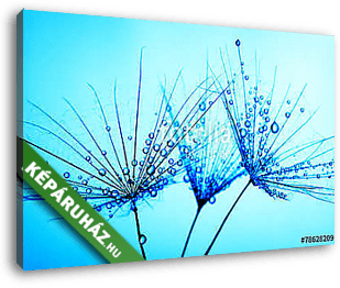 dandelion seeds - vászonkép 3D látványterv