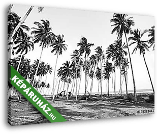 Coconut tree view in black and white with vintage effect. - vászonkép 3D látványterv