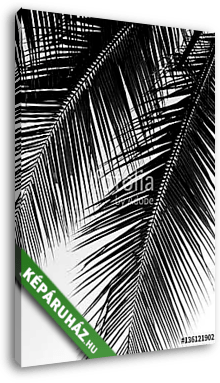 beautiful palms leaf on white background - vászonkép 3D látványterv