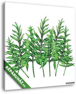 Watercolor painting fern tree,green leaves,palm leaf isolated on - vászonkép 3D látványterv