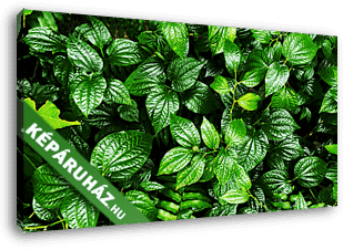 trópusi zöld levelek - vászonkép 3D látványterv