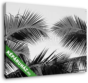 beautiful palms leaf on white background - vászonkép 3D látványterv