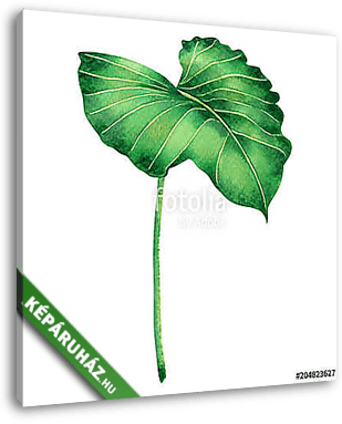 Watercolor painting big green leaves,palm leaf isolated on white - vászonkép 3D látványterv
