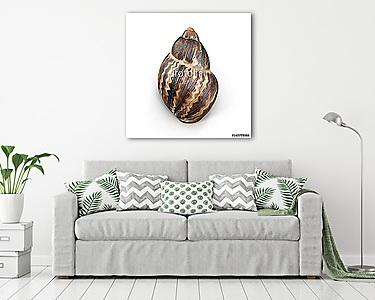 Marginata Shell on white. 3D illustration (vászonkép) - vászonkép, falikép otthonra és irodába