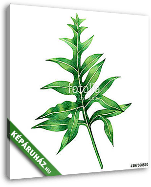 Watercolor painting fern green leaves,palm leaf isolated on whit - vászonkép 3D látványterv