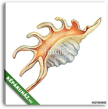 Marginata Shell on white. 3D illustration - vászonkép 3D látványterv