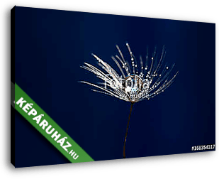 Dandelion seed with water drops closeup. Artistic image of a dan - vászonkép 3D látványterv