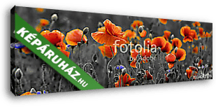 Panoráma a mező és a mező virágok - vászonkép 3D látványterv