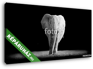 Elefánt sötét háttérrel - vászonkép 3D látványterv