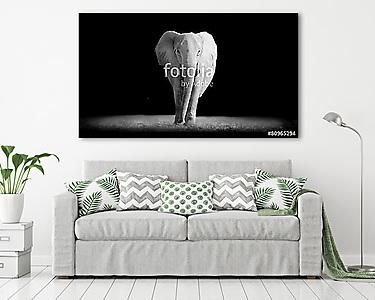 Elefánt sötét háttérrel (vászonkép) - vászonkép, falikép otthonra és irodába