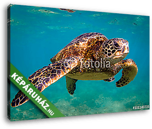Veszélyeztetett Hawaii Zöld Tengeri Turtle cirkál a melegvizekbe - vászonkép 3D látványterv