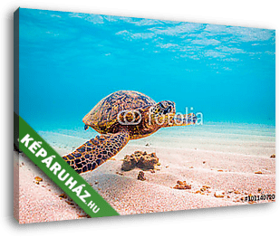 Veszélyeztetett Hawaii Zöld Tengeri Turtle cirkál a meleg vizeke - vászonkép 3D látványterv