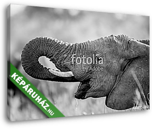 Az elefánt fekete-fehérben ivott a Kruger. - vászonkép 3D látványterv