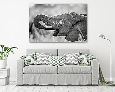Az elefánt fekete-fehérben ivott a Kruger. (vászonkép) - vászonkép, falikép otthonra és irodába