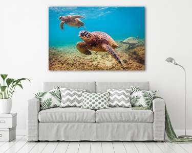 Veszélyeztetett Hawaii Zöld Tengeri Turtle cirkál a melegvizekbe (vászonkép) - vászonkép, falikép otthonra és irodába