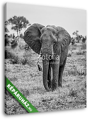 Az elefánt fekete-fehérben jár a kamera felé - vászonkép 3D látványterv