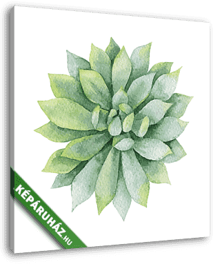 Watercolor vector green succulent isolated on white background. - vászonkép 3D látványterv
