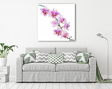 Orchid flowers watercolor hand drawn botanical illustration isol (vászonkép) - vászonkép, falikép otthonra és irodába