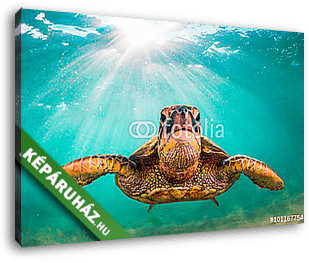 Veszélyeztetett Hawaii Zöld Tengeri Turtle séta a meleg vizekben - vászonkép 3D látványterv