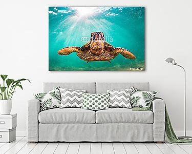 Veszélyeztetett Hawaii Zöld Tengeri Turtle séta a meleg vizekben (vászonkép) - vászonkép, falikép otthonra és irodába