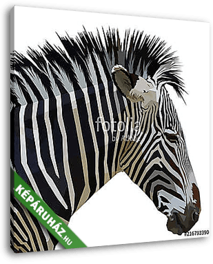 zebra isolated on white background - vászonkép 3D látványterv