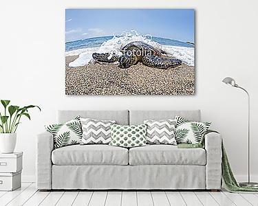 Zöld teknős a homokos strandon Hawaii-ban (vászonkép) - vászonkép, falikép otthonra és irodába