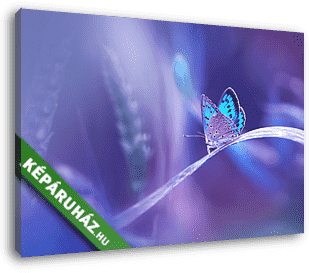 Gyönyörű kék ​​pillangó a fűszálon a természetben puha - vászonkép 3D látványterv