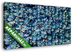 Erdő felülről fotózva (drónfotó) - vászonkép 3D látványterv