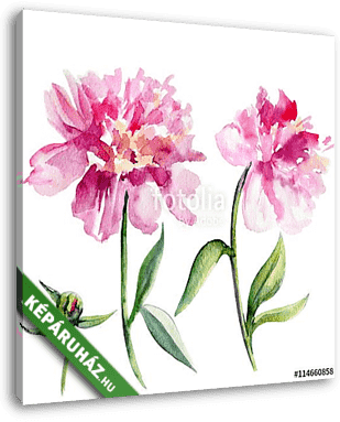 Watercolor peony flower, bud hand drawn illustration isolated on - vászonkép 3D látványterv