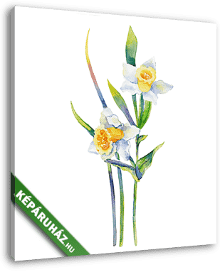 Narcissus flower watercolor illustration isolated on white backg - vászonkép 3D látványterv