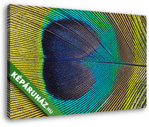 páva toll makró fénykép - vászonkép 3D látványterv