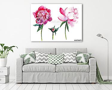 Watercolor pink peony, garden flower isolated on white backgroun (vászonkép) - vászonkép, falikép otthonra és irodába