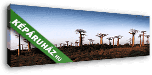 Majomkenyérfák útja - Madagascar - vászonkép 3D látványterv