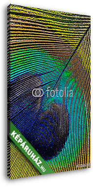 páva toll makró fénykép - vászonkép 3D látványterv