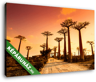 Majomkenyérfa-sugárút, Madagaszkár - vászonkép 3D látványterv