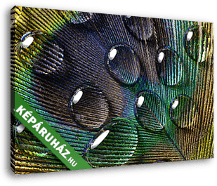 vízcsepp páva tollal - vászonkép 3D látványterv