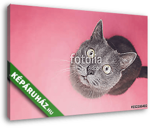 Szürke cica figyel a kamerába - vászonkép 3D látványterv