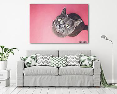 Szürke cica figyel a kamerába (vászonkép) - vászonkép, falikép otthonra és irodába
